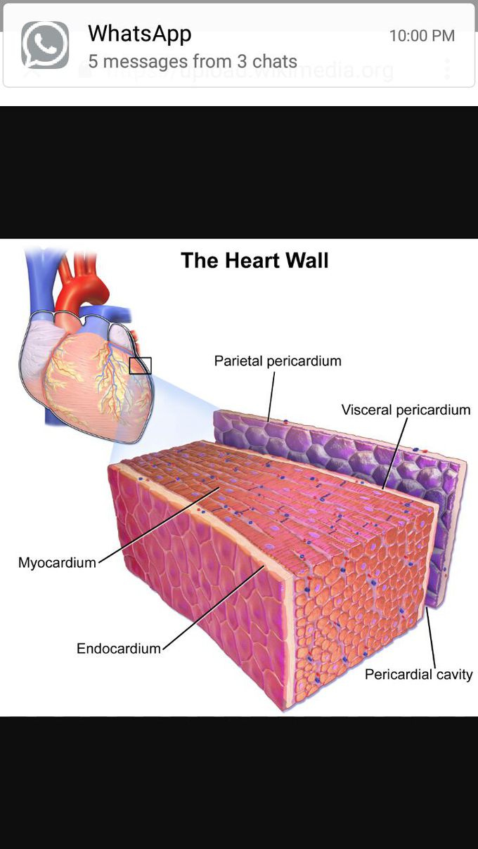 heart