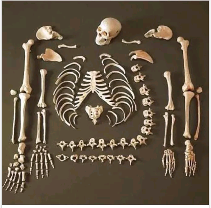 Bones