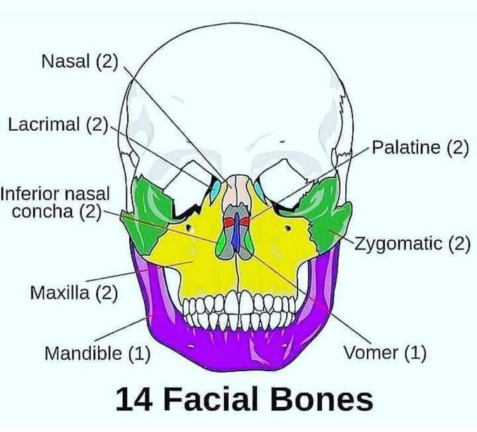 Facial bones