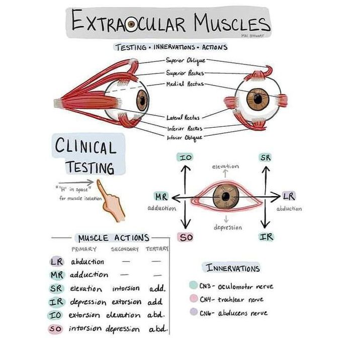 Extraocular muscles