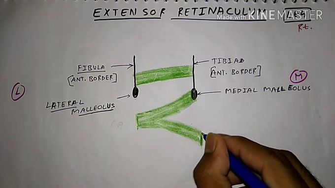 Extensor retinaculum of leg 👢👢