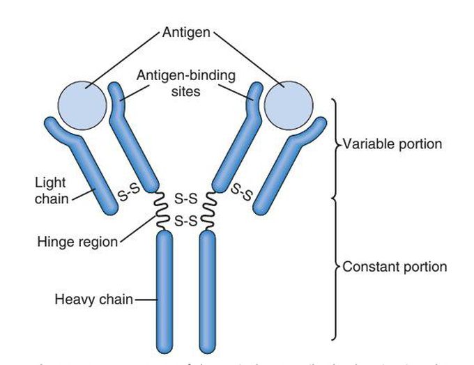 IgG antibody