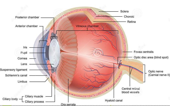 Anatomy of the Eye
