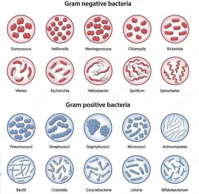 Bacteria