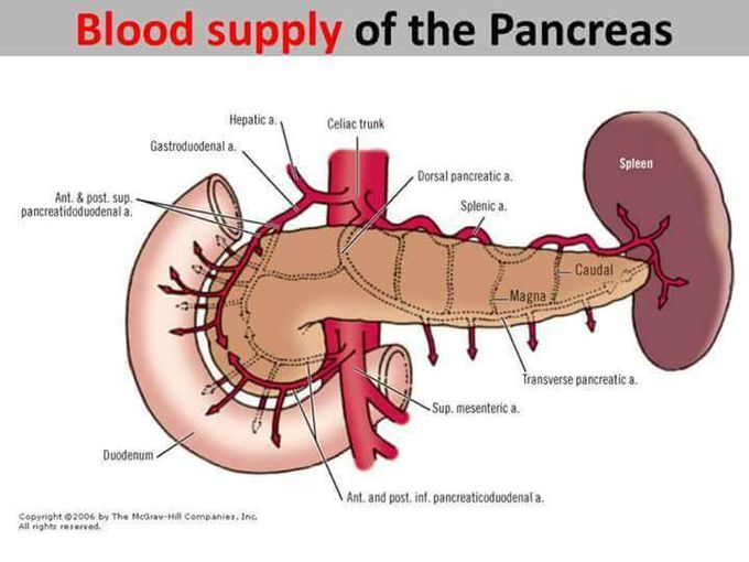 Blood supply of pancreas