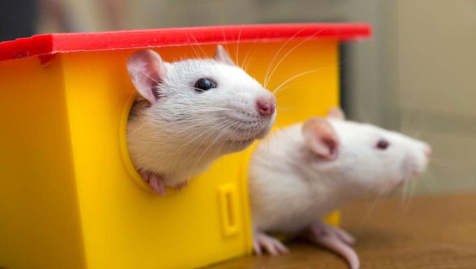 German Teen Contracts Hantavirus Infection from Pet Rat