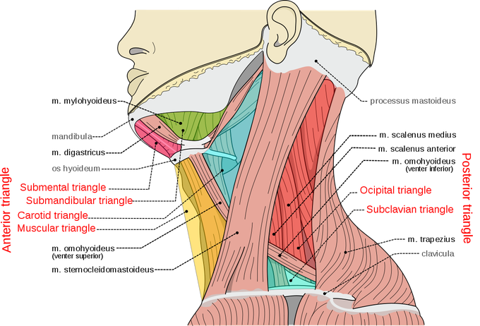 Triangles of neck