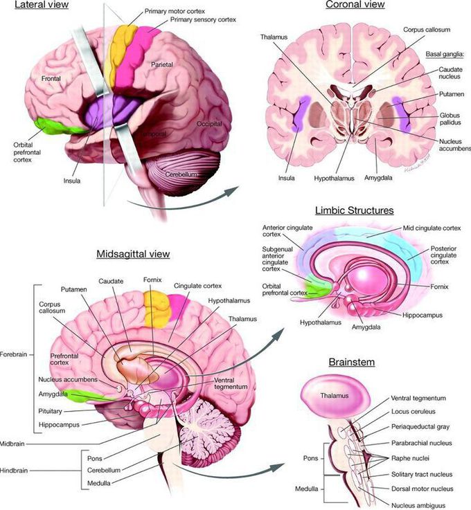 Anatomy of brain 🧠