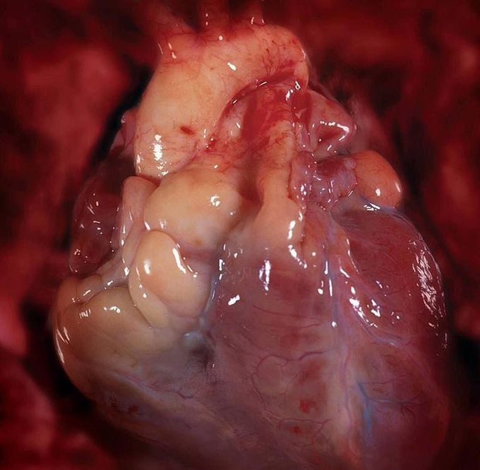 Amazing shot of human heart