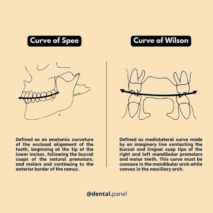 Curve of Spee Vs Curve of Wilson