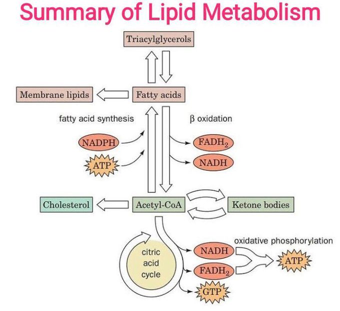 Summary of lipids metabolism