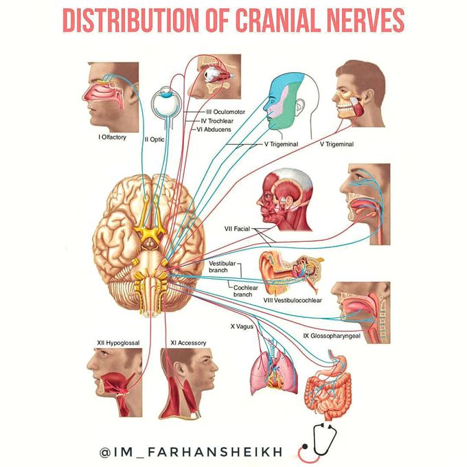 Distribution of cranial nerves