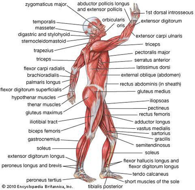 Human Muscular System - Lateral View