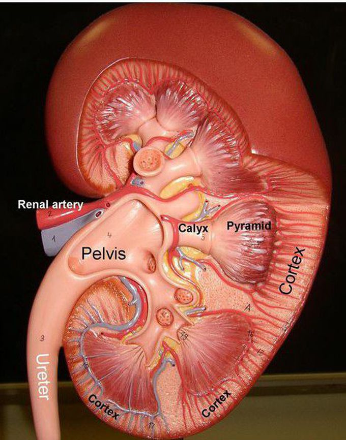 anatomy kidney❤