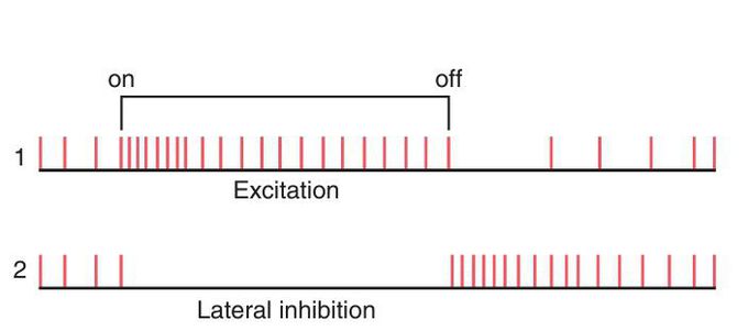 Ganglion cell