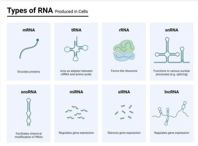 Types of RNA