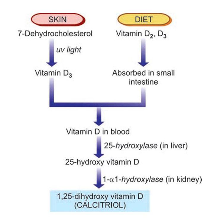 Vitamin D