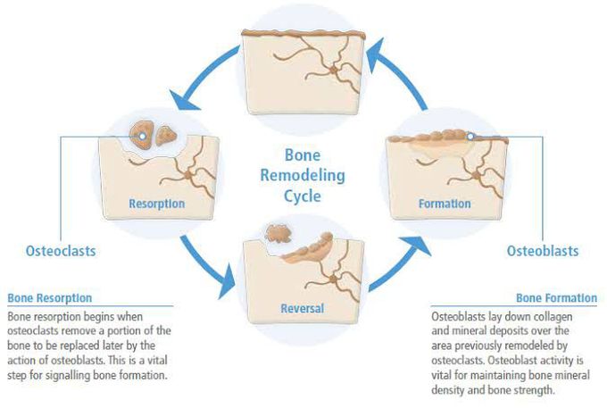 Bone Remodeling Cycle