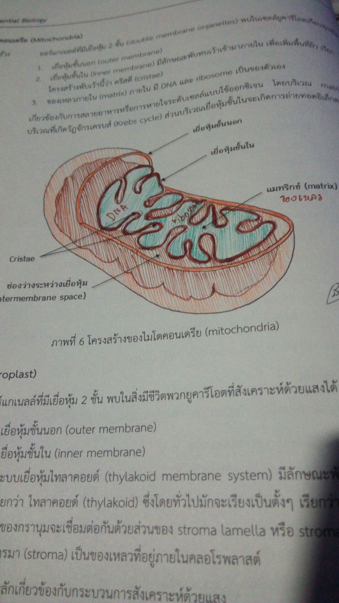 Mitochondria