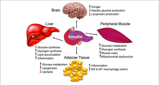 Insulin effect on organs