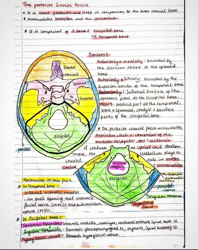 Posterior cranial fossa