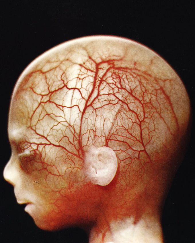 The extraordinary and exceptionally detailed and complex, yet fascinating human body