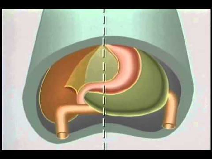 Embryology of foregut
