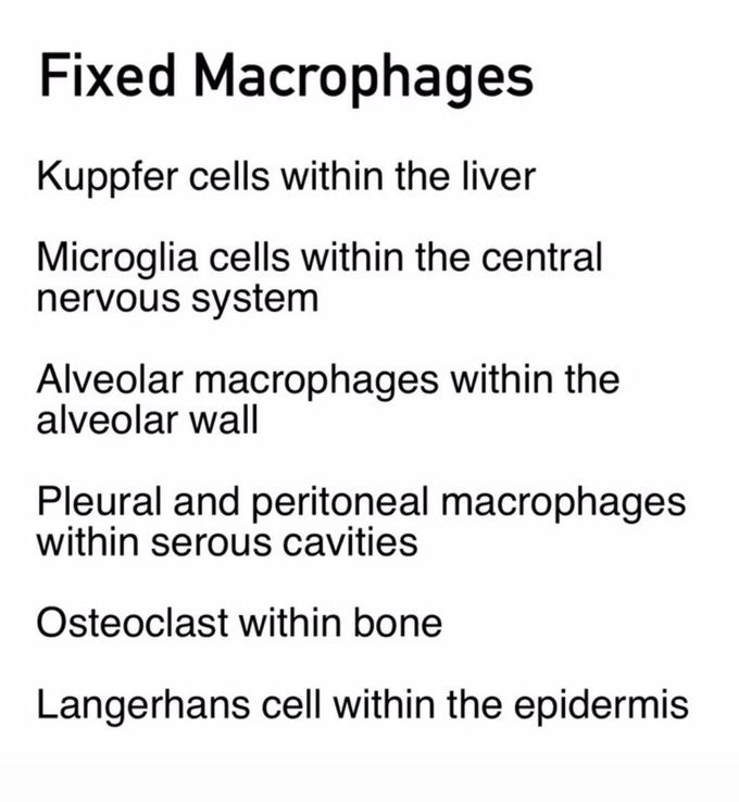 Fixed Macrophages