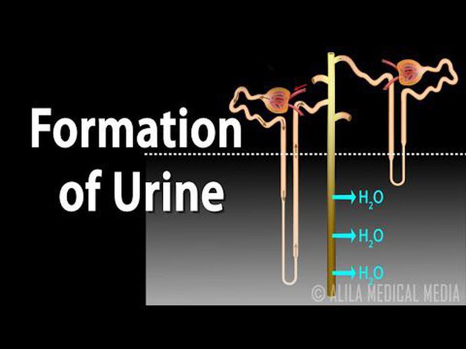 Urine formation (Animation)