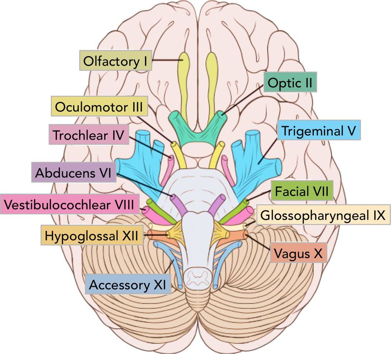 cranial nerves mnemonic harry potter