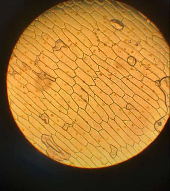 Cells