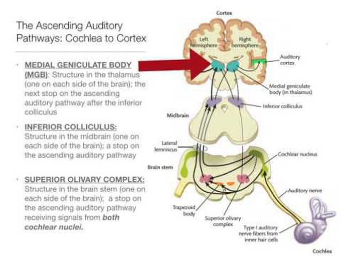 Special senses:
The auditory pathway and auditory cortex