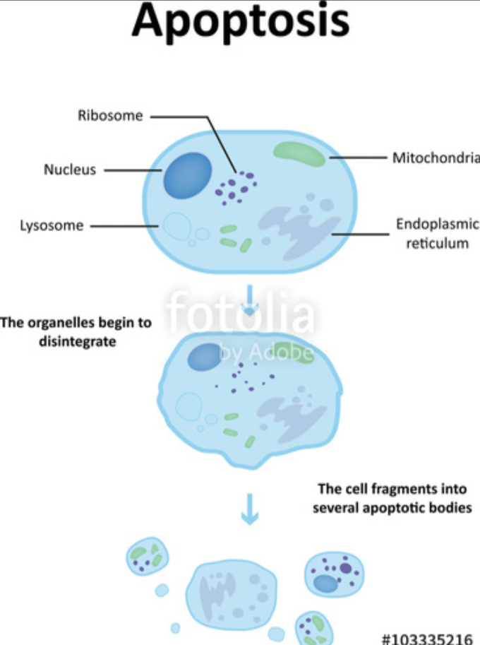Apoptosis