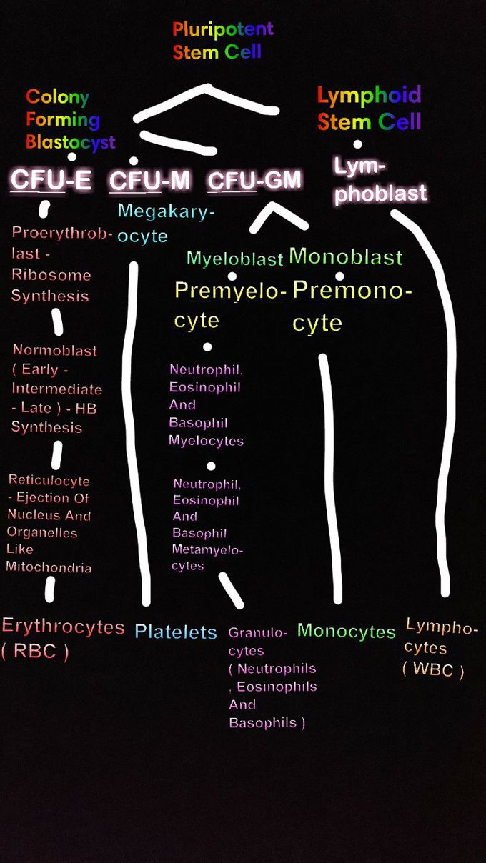 RBC Synthesis