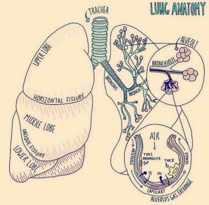 Lung 🌸