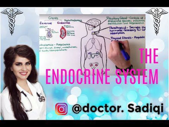 Endocrine
system for beginners