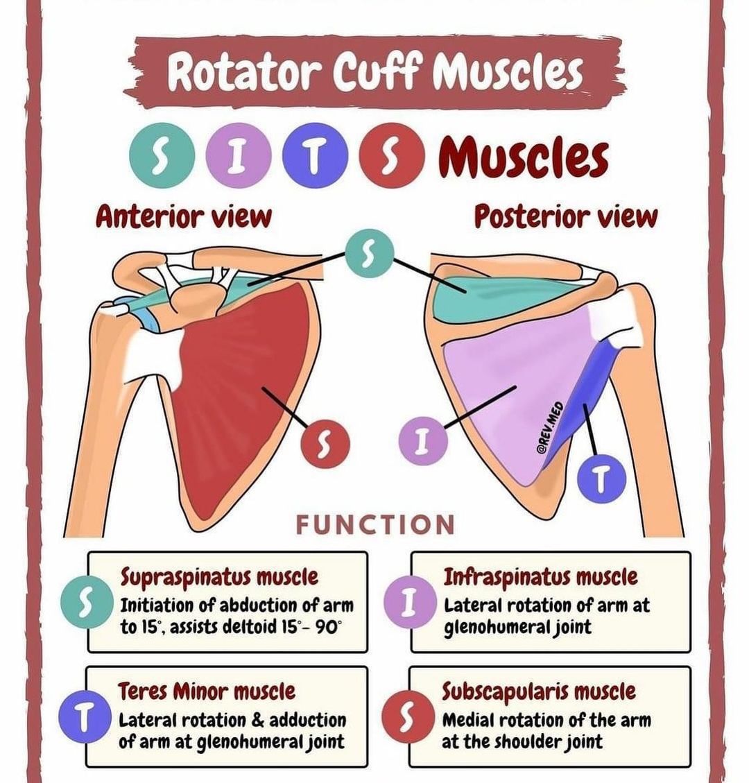 posterior arm muscles mnemonic