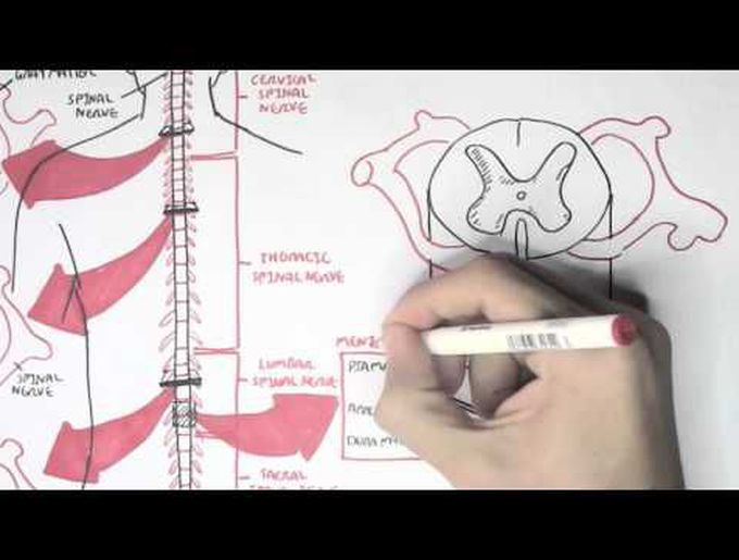 Spinal cord-introduction