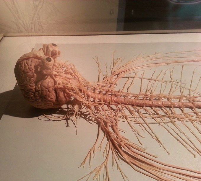 human nervous system on display