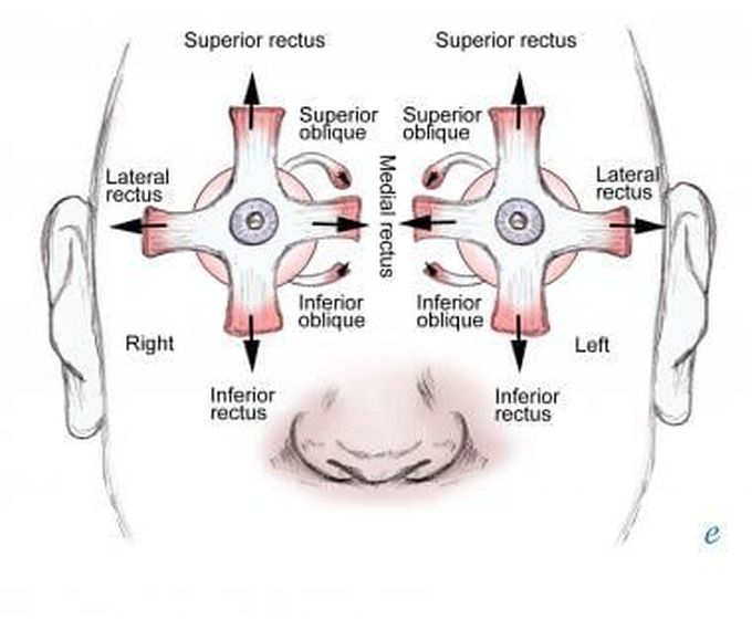 Eye muscle movement