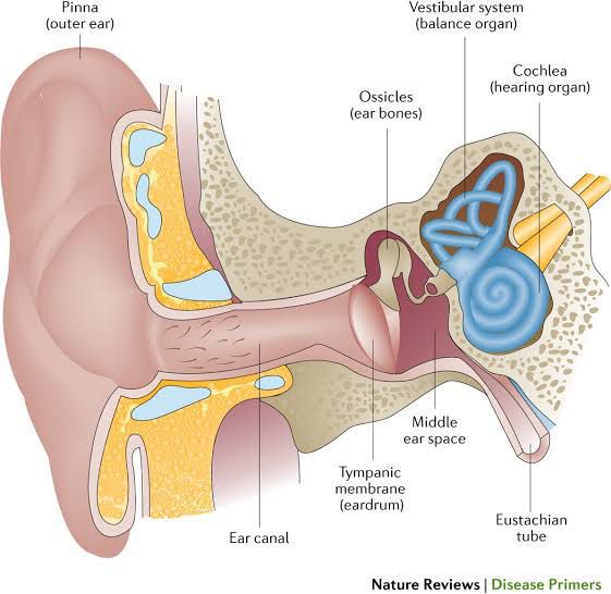 Causes of otitis media - MEDizzy