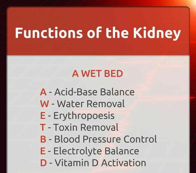 Functions of the kidney
