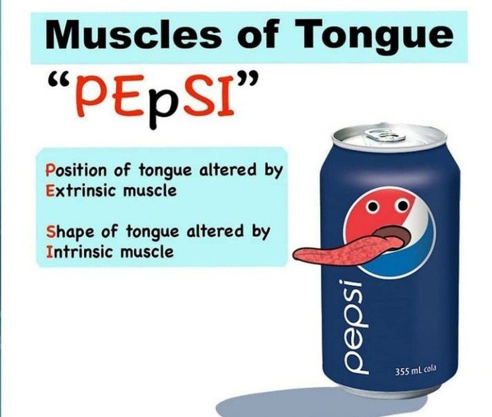Muscles of tongue