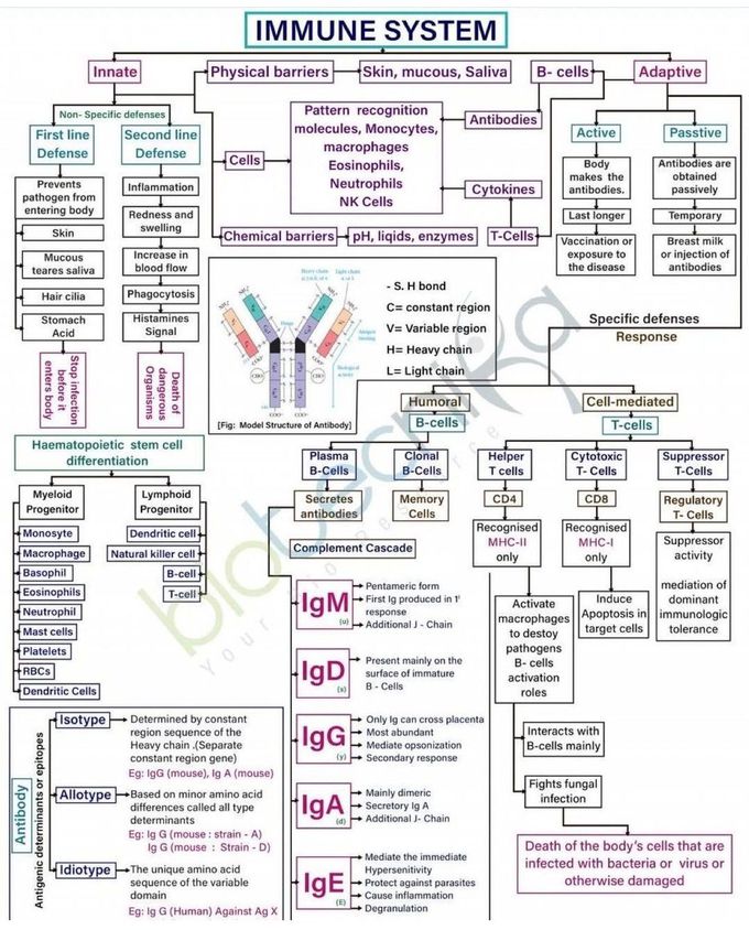 Immune System