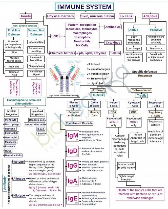 Immune System