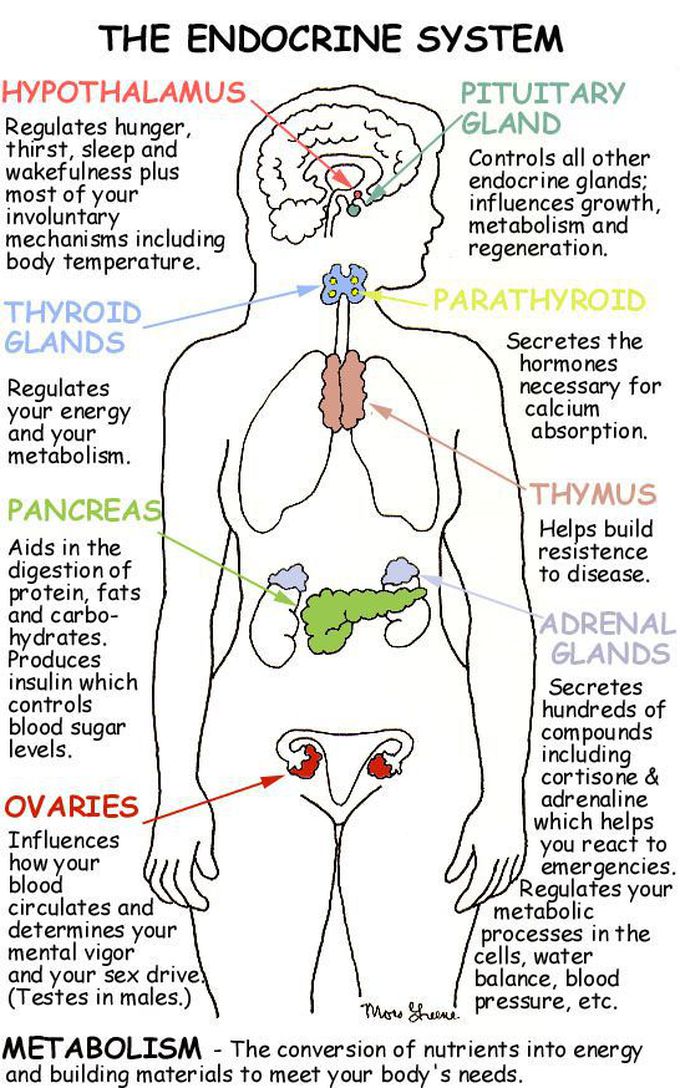 Endocrine System