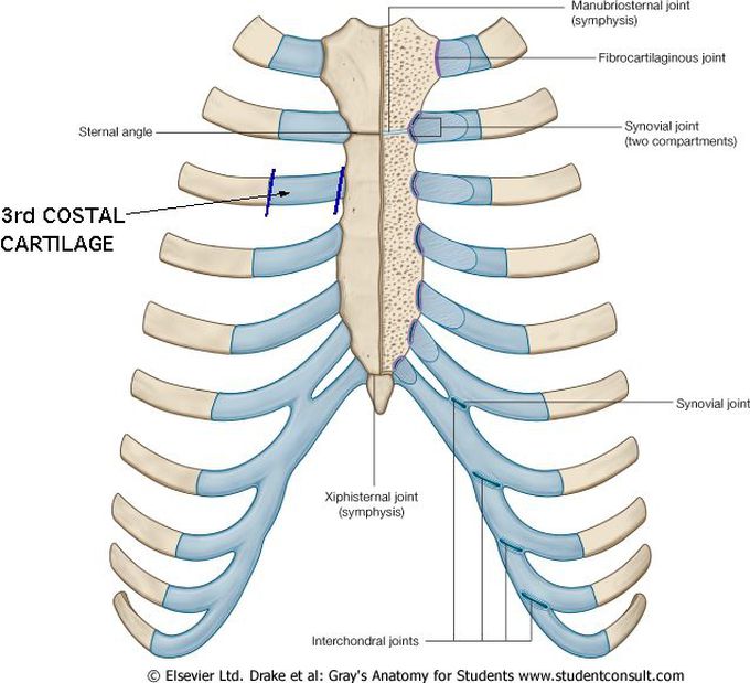 Coastal cartilage