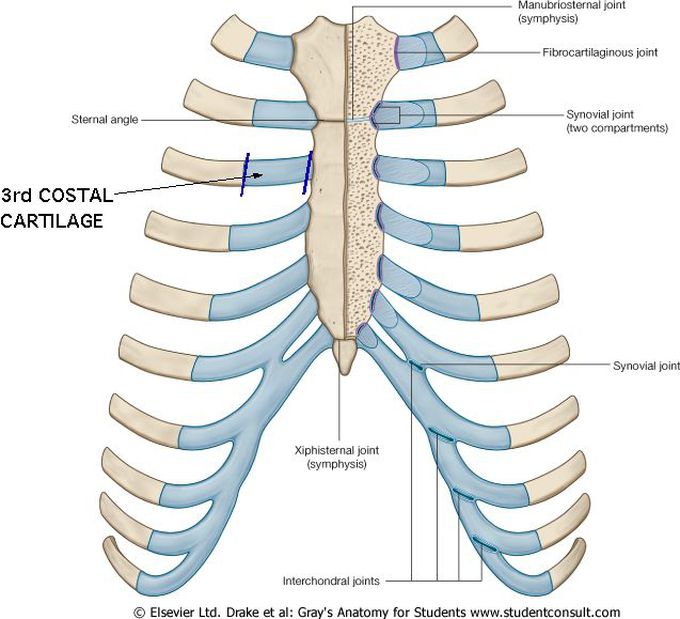 costal cartilage