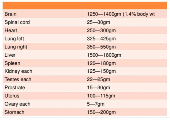 Weight of human(body) organs