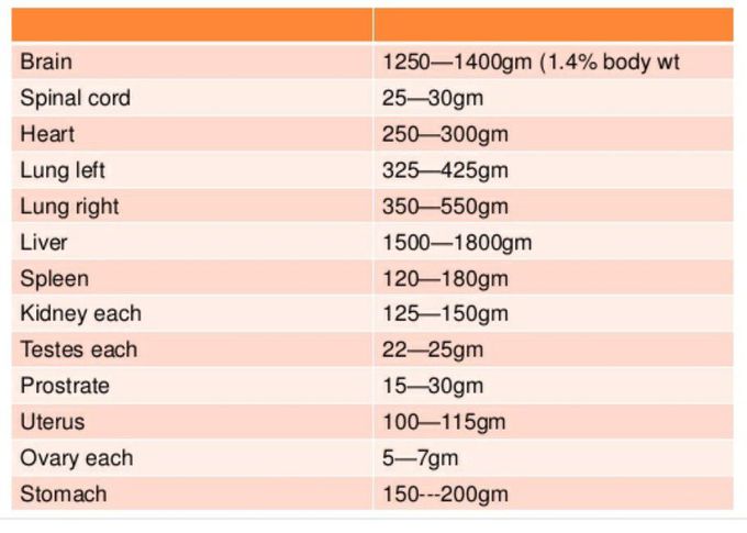 weight-of-human-body-organs-medizzy